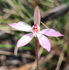 Caladenia fuscata at Stromlo, ACT - 19 Sep 2021