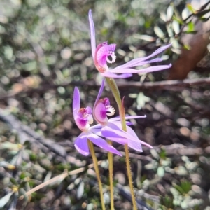 Cyanicula caerulea at Denman Prospect, ACT - suppressed