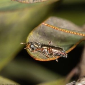 Lemidia subaenea at Macgregor, ACT - 15 Sep 2021