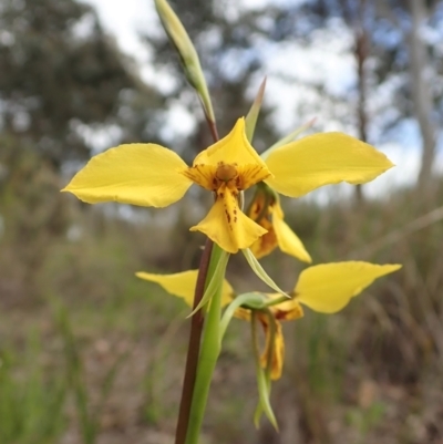 Diuris sp. (hybrid) (Hybrid Donkey Orchid) at Cook, ACT - 19 Sep 2021 by CathB