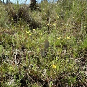 Diuris chryseopsis at Cook, ACT - suppressed