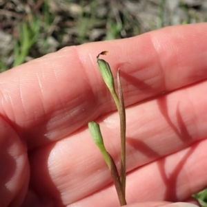 Diuris chryseopsis at Cook, ACT - suppressed