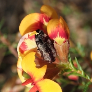 Diphucrania acuducta at Holt, ACT - 17 Sep 2021