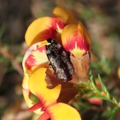 Diphucrania acuducta (Acuducta jewel beetle) at Holt, ACT - 17 Sep 2021 by CathB