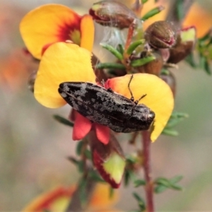 Diphucrania acuducta at Holt, ACT - 17 Sep 2021