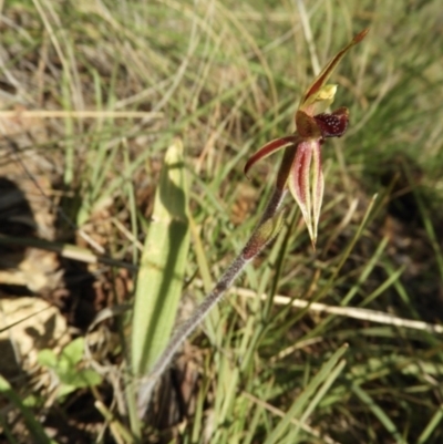 Caladenia actensis (Canberra Spider Orchid) by Nree