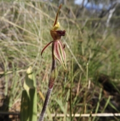 Caladenia actensis at suppressed - 19 Sep 2021