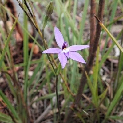 Glossodia major (Wax Lip Orchid) at Holt, ACT - 17 Sep 2021 by CathB