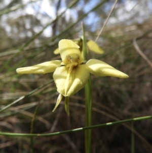 Diuris chryseopsis at suppressed - 19 Sep 2021