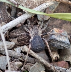 Miturgidae (family) (False wolf spider) at Point 4081 - 17 Sep 2021 by CathB
