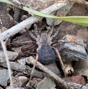 Miturgidae (family) at Holt, ACT - 17 Sep 2021