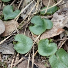 Corysanthes incurva (Slaty Helmet Orchid) at Point 4081 by CathB