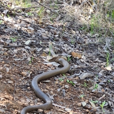 Pseudonaja textilis (Eastern Brown Snake) at Stromlo, ACT - 19 Sep 2021 by AaronClausen