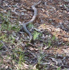 Pseudonaja textilis at Stromlo, ACT - 19 Sep 2021