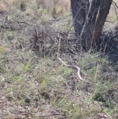 Pseudonaja textilis at Stromlo, ACT - 19 Sep 2021