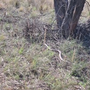 Pseudonaja textilis at Stromlo, ACT - 19 Sep 2021