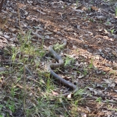 Pseudonaja textilis at Stromlo, ACT - 19 Sep 2021