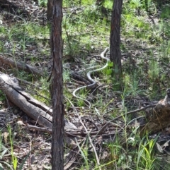 Pseudonaja textilis at Stromlo, ACT - 19 Sep 2021