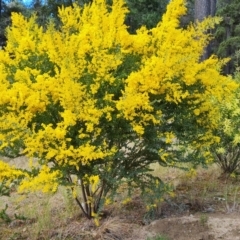 Acacia cultriformis (Knife Leaf Wattle) at Isaacs, ACT - 19 Sep 2021 by Mike