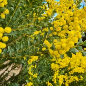 Acacia cultriformis at Isaacs, ACT - 19 Sep 2021 02:39 PM