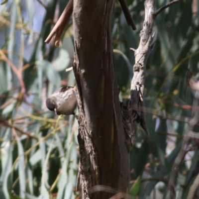 Daphoenositta chrysoptera (Varied Sittella) at Yackandandah, VIC - 19 Sep 2021 by KylieWaldon