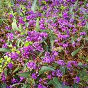 Hardenbergia violacea at Isaacs, ACT - 19 Sep 2021