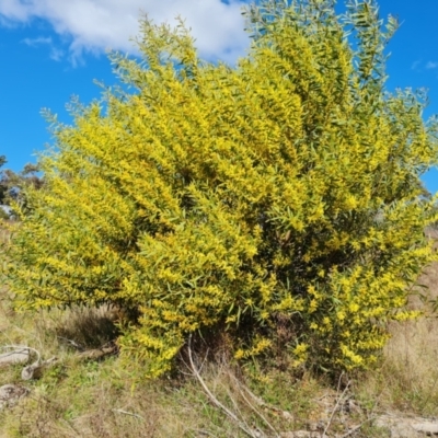 Acacia longifolia subsp. longifolia (Sydney Golden Wattle) at Jerrabomberra, ACT - 19 Sep 2021 by Mike