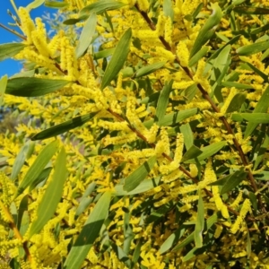 Acacia longifolia subsp. longifolia at Jerrabomberra, ACT - 19 Sep 2021 03:16 PM