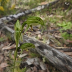 Bunochilus umbrinus (ACT) = Pterostylis umbrina (NSW) (Broad-sepaled Leafy Greenhood) at Carwoola, NSW by Liam.m
