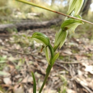 Bunochilus umbrinus at suppressed - 15 Sep 2021