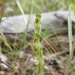 Bunochilus umbrinus at suppressed - 15 Sep 2021