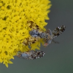 Austrotephritis sp. (genus) (Fruit fly or Seed fly) at Flynn, ACT - 13 Sep 2021 by Ernier