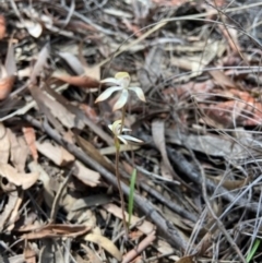 Caladenia ustulata (Brown Caps) at Stromlo, ACT - 19 Sep 2021 by AJB