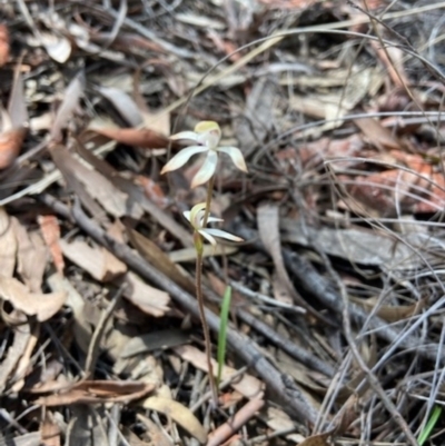 Caladenia ustulata (Brown Caps) at Stromlo, ACT - 19 Sep 2021 by AJB