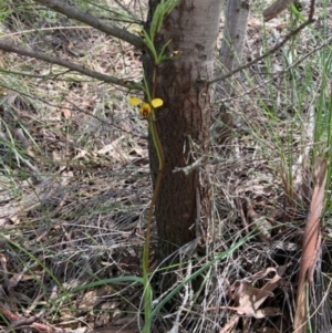 Diuris pardina at Denman Prospect, ACT - suppressed