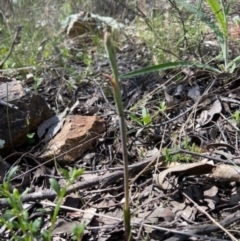 Thelymitra sp. (A Sun Orchid) at Denman Prospect, ACT - 19 Sep 2021 by AJB