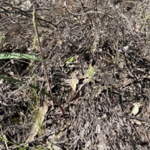 Thelymitra sp. at Denman Prospect, ACT - 19 Sep 2021