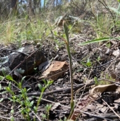 Thelymitra sp. at Denman Prospect, ACT - 19 Sep 2021