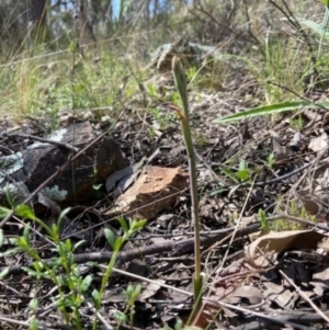 Thelymitra sp. at Denman Prospect, ACT - 19 Sep 2021