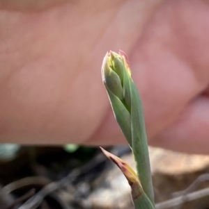 Thelymitra sp. at Denman Prospect, ACT - 19 Sep 2021