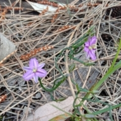 Thysanotus patersonii (Twining Fringe Lily) at Majura, ACT - 19 Sep 2021 by RachelDowney