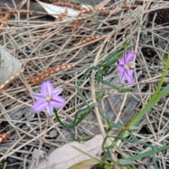 Thysanotus patersonii (Twining Fringe Lily) at Mount Ainslie - 19 Sep 2021 by RachelDowney