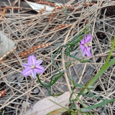 Thysanotus patersonii (Twining Fringe Lily) at Majura, ACT - 19 Sep 2021 by RachelDowney