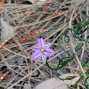 Thysanotus patersonii at Majura, ACT - 19 Sep 2021