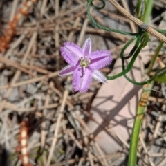 Thysanotus patersonii (Twining Fringe Lily) at Majura, ACT - 19 Sep 2021 by RachelDowney