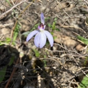 Cyanicula caerulea at Stromlo, ACT - suppressed