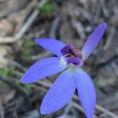 Cyanicula caerulea at Stromlo, ACT - suppressed