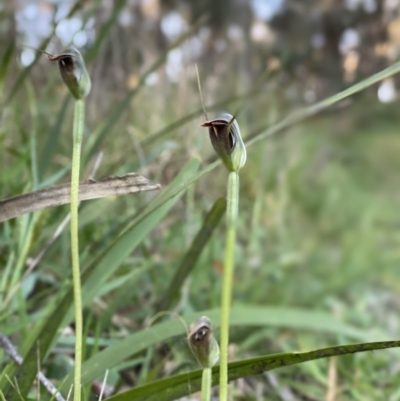 Pterostylis pedunculata (Maroonhood) at Penrose, NSW - 19 Sep 2021 by NigeHartley