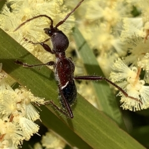 Pseudohalme laetabilis at Murrumbateman, NSW - 19 Sep 2021