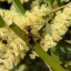 Pseudohalme laetabilis at Murrumbateman, NSW - 19 Sep 2021